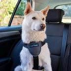 CarSafe Dog Travel Harness - Safely Secure Dog in car, ensures Road Laws and Insurance Terms When Travelling with Your pet. for Toy, Small, Medium and Large Dogs (Size Medium)
