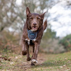 CarSafe Dog Travel Harness - Safely Secure Dog in car, ensures Road Laws and Insurance Terms When Travelling with Your pet. for Toy, Small, Medium and Large Dogs (Size Small)