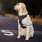 IVY&LANE No Pull Dog Harness for Small Dogs, Dog Vest Harness with Leash, Safety Belt and Storage Strap, Fully Adjustable Harness, 360° Reflective Strip, Soft Handle (Black, XS)