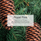 LITTLE TREES Car Air Freshener | Hanging Paper Tree for Home or Car | Royal Pine | 6 Pack