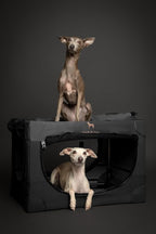 Noah & Paw Collapsible Dog Crate 26 Inch, Small Dog Crate for Small Medium Breeds, Travel Kennel for Car, Including Pet Mat for Pet Cage, 2 Storage Pockets, Handbag, 10mm Locking Zipper 26 * 17 * 17