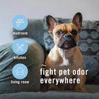Febreze Air Mist Air Freshener Spray, Odor-Fighting Room Spray, Air Fresheners for Home and Bathroom and Kitchen, Aerosol Can, HD Pet Odor Fighter Scent, 8.8oz (Pack of 3)