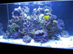Kolar Labs Crystal Cal Activated Carbon – 1 Gallon, Activated Charcoal for Aquariums and Fish Tanks