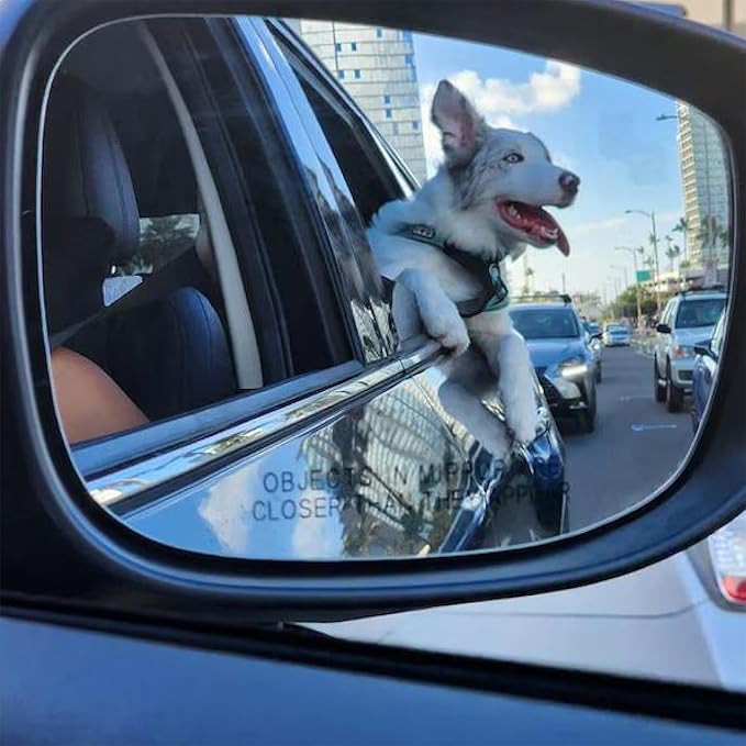 Pawtitas Dog Seat Belt | Pet Safety Seat Belt with Adjustable Strap for Small to Large Dogs | Exceeds Dog Safety Standards | Keep Your Dog Secure in The Car - Teal Car Seat Belt for Dogs