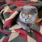 PuTian Merino Wool Camp Blanket - 51" x 63" Great for Bed Couch Camping Outdoors Travel Emergency -Large Warm Soft Washable Wool Throw
