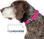 Buckle-Down Dog Collar Seatbelt Buckle Hot Pink 13 to 18 Inches 1.5 Inch Wide, Multicolor, DC-W30838-WS