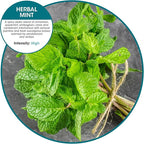 Fresh Products Eco Bowl Clip 2.0 Toilet Bowl Air Freshener, Herbal Mint Scent, 4 Clips